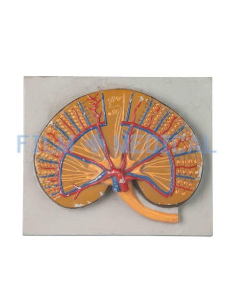 Kidney Model